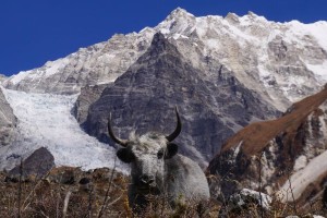 Langtang Valley Trek